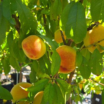 Prunus persica 'Elberta' 