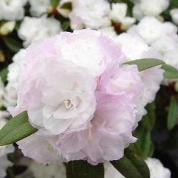 Rhododendron 'Lavender Frosting™' (315916)