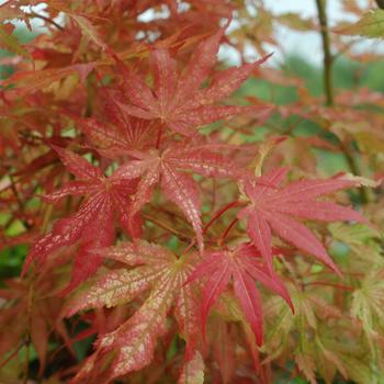 Acer palmatum 'Peaches and Cream' 