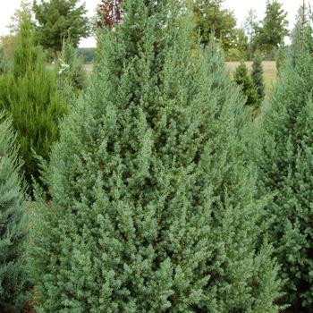 Juniperus 'Star Power&reg;' PP22,519