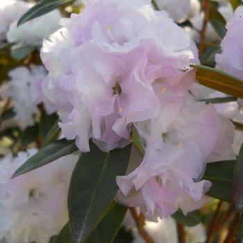 Rhododendron 'Lavender Frosting&trade;' PP26,213