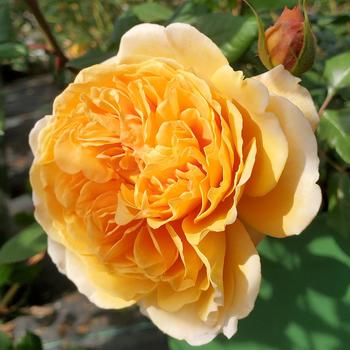 Rosa 'Crown Princess Margareta' 