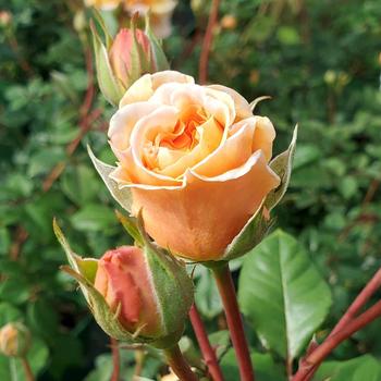 Rosa 'Crown Princess Margareta' (315922)