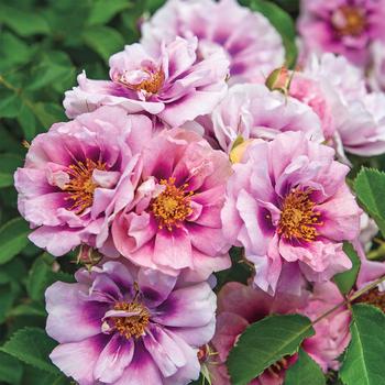 Rosa 'WEKswechefy' PPAF