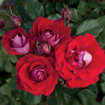 Rosa 'WEKyoopedko' PP26816