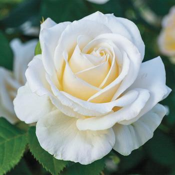 Rosa 'WEKmereadoit' PPAF