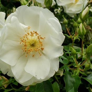 Rosa 'White Dawn' (315929)