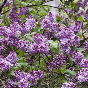 Syringa vulgaris