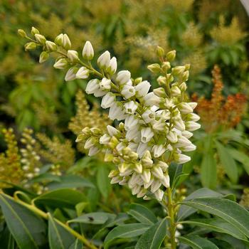 Pieris japonica 'River Run' PP19274P3