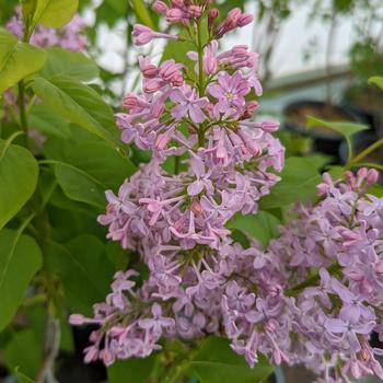 Syringa vulgaris '' (315934)