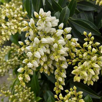 Pieris japonica Enchanted Forest® 'River Nymph™' (315935)