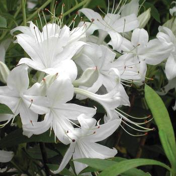 Rhododendron 'Weston's Innocence'