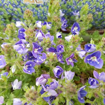 Veronica 'Tidal Pool' PP23341