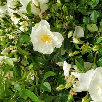 Rosa 'White Dawn' (315939)