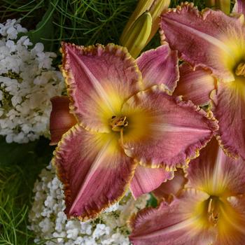 Hemerocallis 'Judy Judy' 