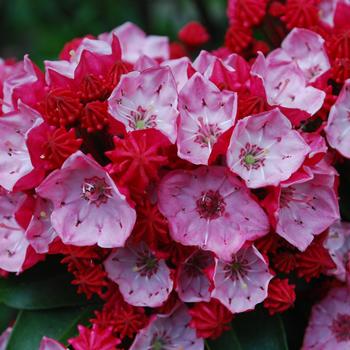 Kalmia latifolia 'Firecracker' (315941)