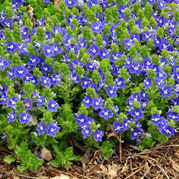 Veronica 'Tidal Pool' (315942)