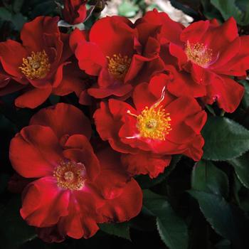 Rosa 'Wekmoridahor' PPAF