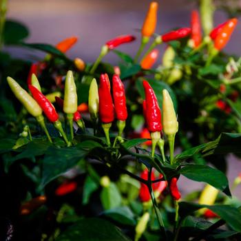Capsicum annuum 'Tabasco'
