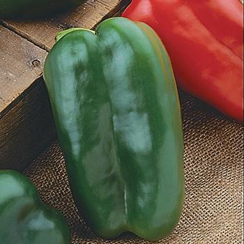 Capsicum annuum 'Big Bertha'