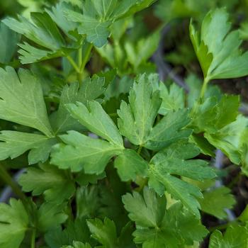 Petroselinum crispum 'Italian Giant'