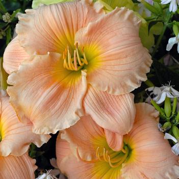 Hemerocallis 'Barbara Mitchell' 