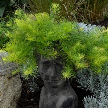 Amsonia ciliata var. filifolia 'Georgia Pancake' (315954)