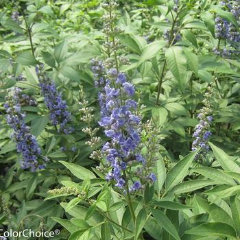 Vitex agnus-castus 'SMVACBD' PP26614