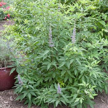 Vitex agnus-castus 'Blue Diddley®' (315957)