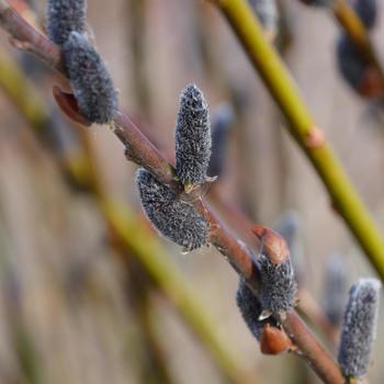 Salix chaenomeloides 'Black Cat®' (315958)