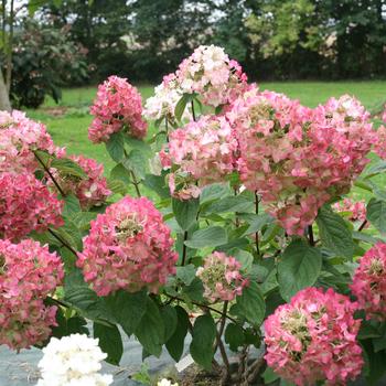 Hydrangea paniculata 'Mega Mindy' (315959)