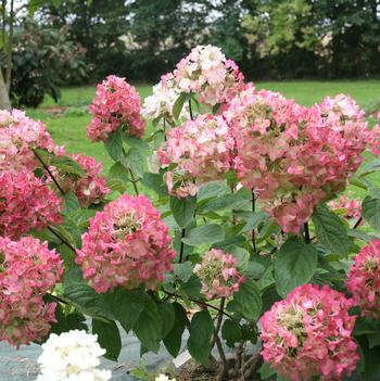 Hydrangea paniculata 'Ilvomindy' PP23070