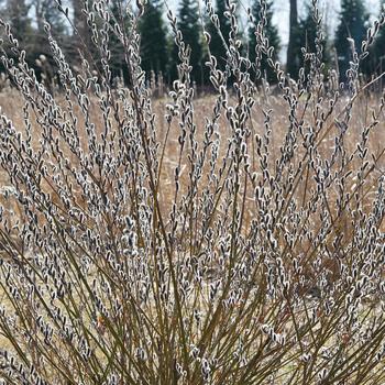 Salix chaenomeloides 'Black Cat&reg;' Lubbers Zwart PP27403