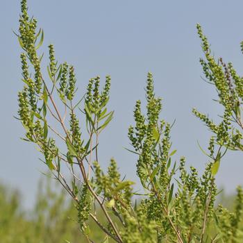 Iva frutescens '' (315966)