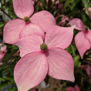 Cornus kousa 'Scarlet Fire&reg;' (315967)