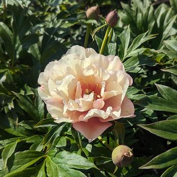 Paeonia 'Scrumdiddlyumptious'