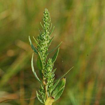 Iva frutescens '' (315969)