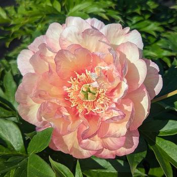 Paeonia 'Scrumdiddlyumptious' (315971)