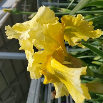 Iris germanica 'Pleasant Peasant'