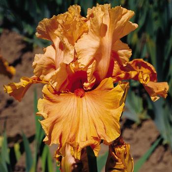 Iris germanica 'Cordoba'