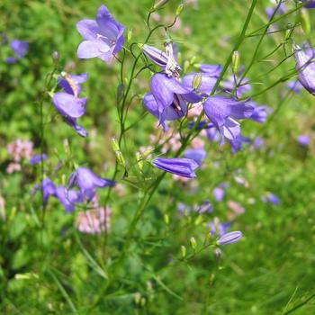 Campanula rotundifolia