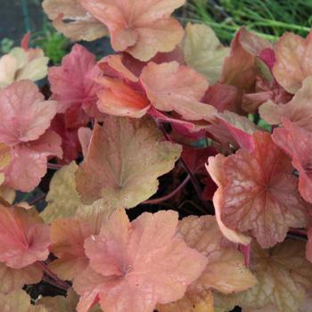 Heuchera 'Orange Dream'
