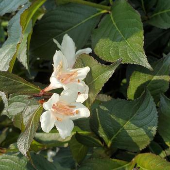Weigela 'Velda' PP26842