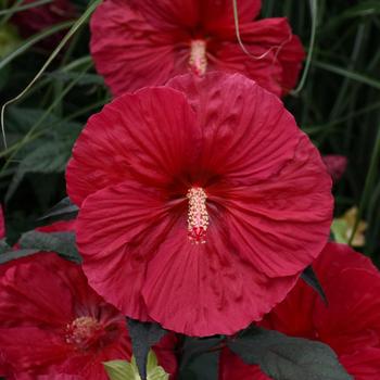 Hibiscus 'Mars Madness' (315981)