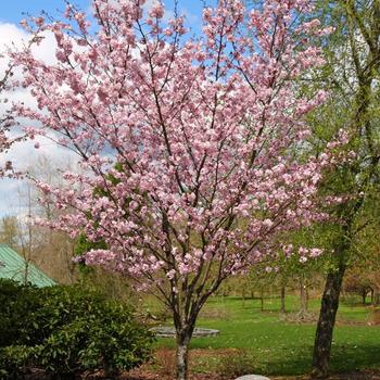 Prunus sargentii 'JFS-KW58' PPAF