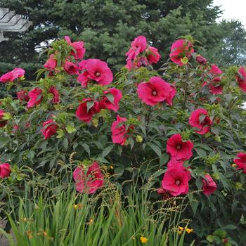 Hibiscus 'Plum Fantasy' 