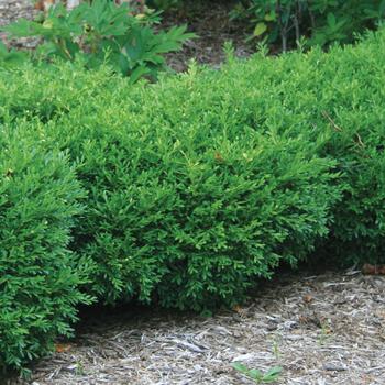 Buxus sinica var. insularis 'Franklin's Gem' 