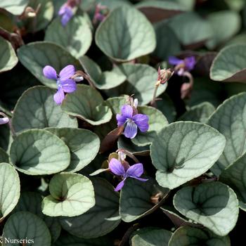 Viola walteri 'Silver Gem' (315989)