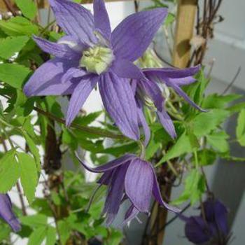 Clematis macropetala 'Blue Bird' 