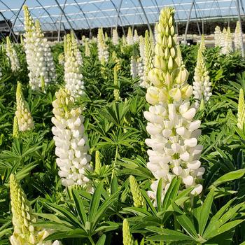 Lupinus polyphyllus 'Noble Maiden' 